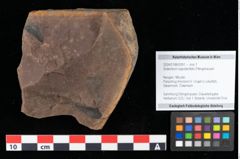 Foto (Objekt + Etikett) von Sclerotium sapotacitidis Ettingshausen (NHMW-GEO-2024-0188-0091)